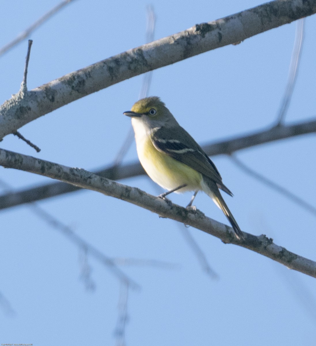 Viréo aux yeux blancs - ML552586581