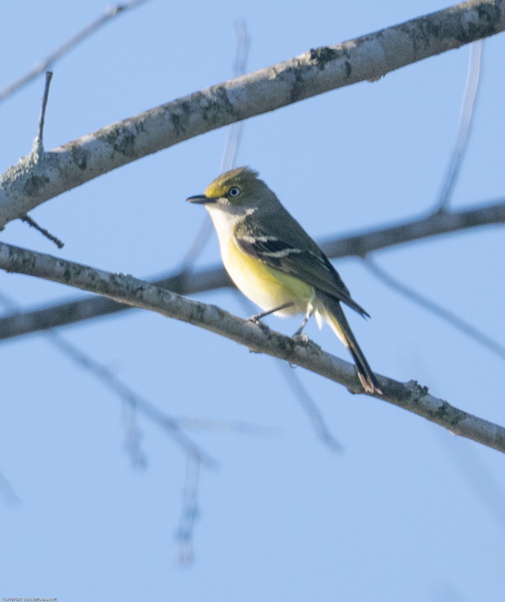 Viréo aux yeux blancs - ML552586591