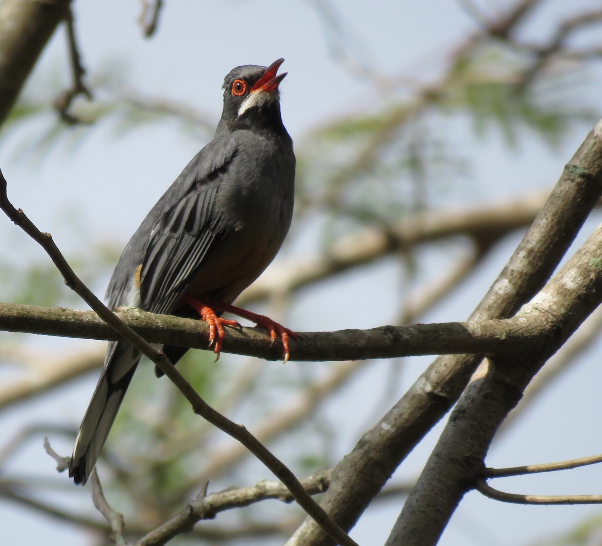 Red-legged Thrush - ML55258731