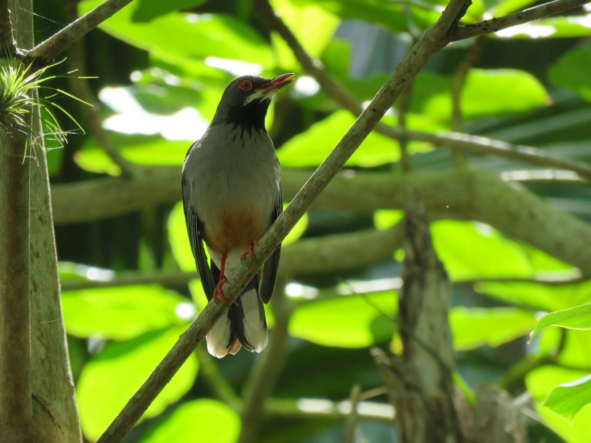 Red-legged Thrush - ML55258761