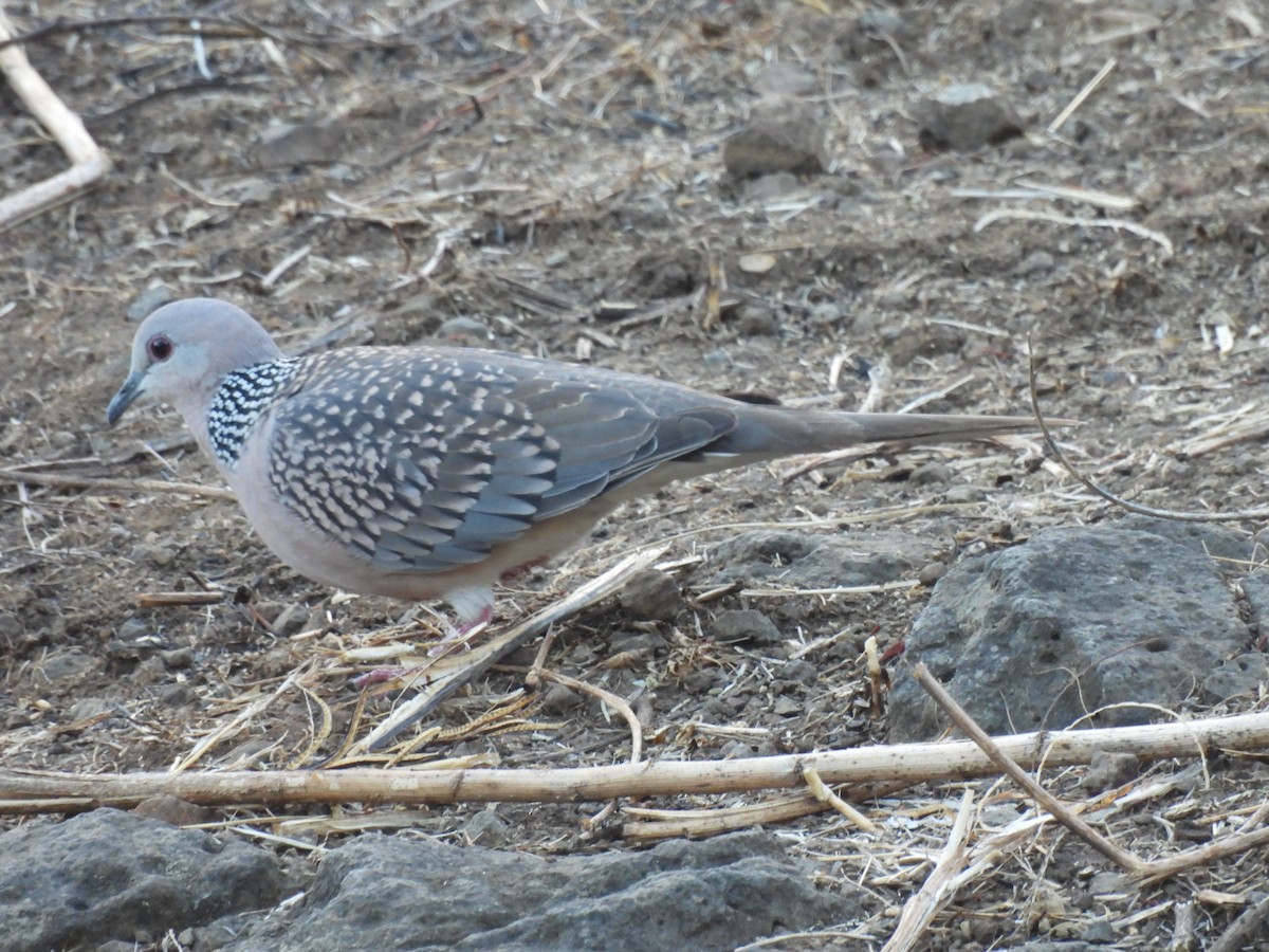 Spotted Dove - ML552587681