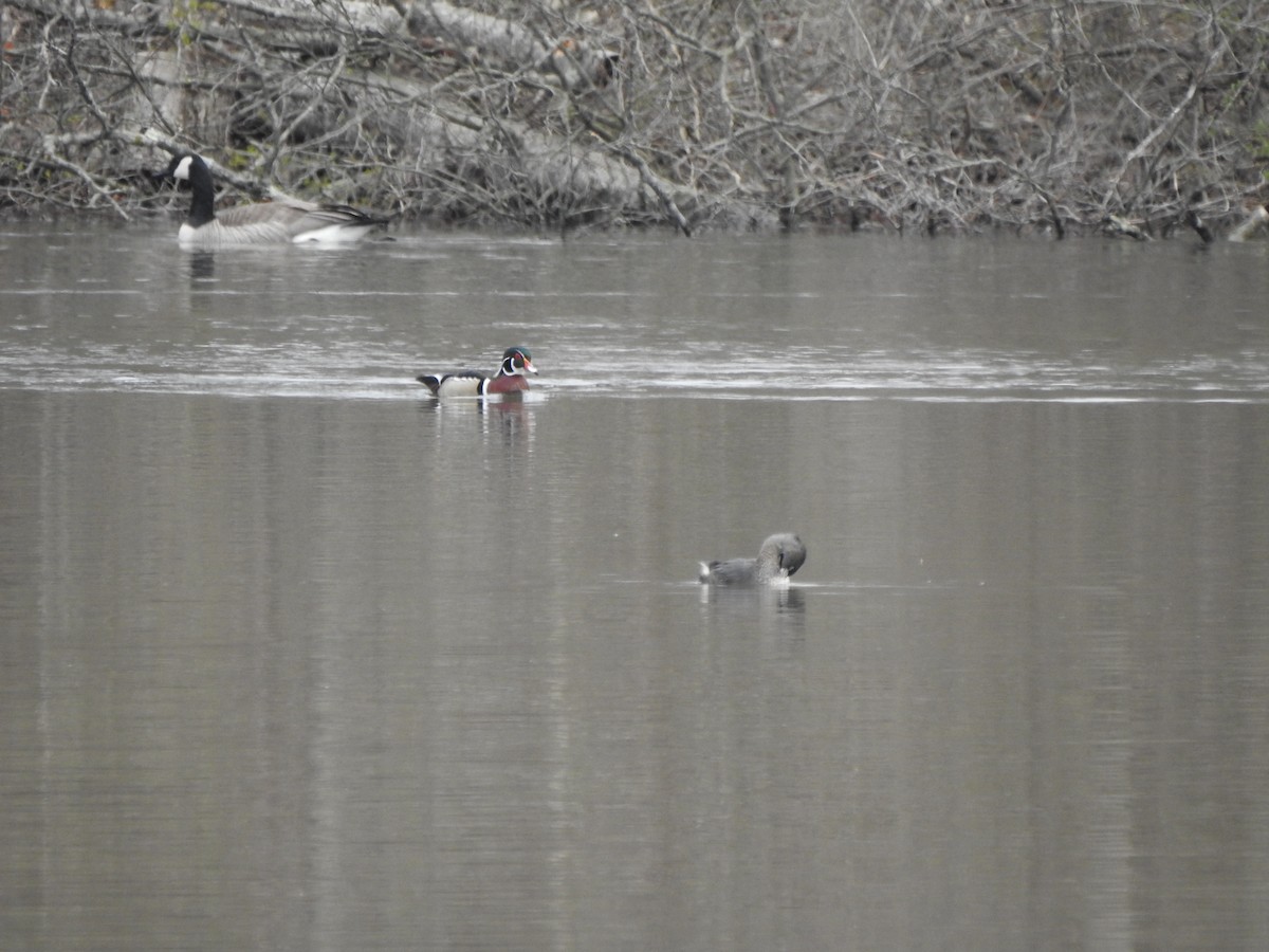 Wood Duck - ML552588191
