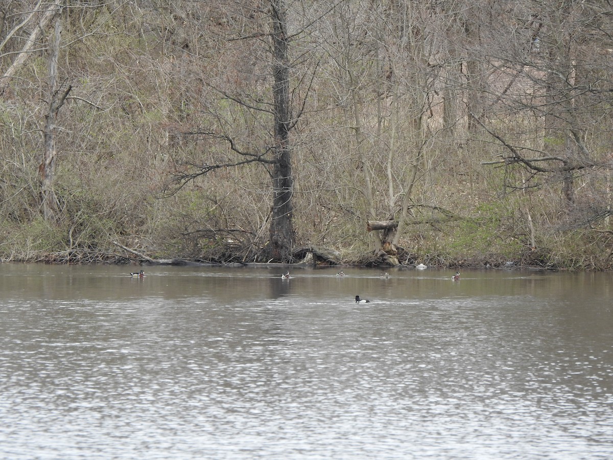 Wood Duck - ML552588201