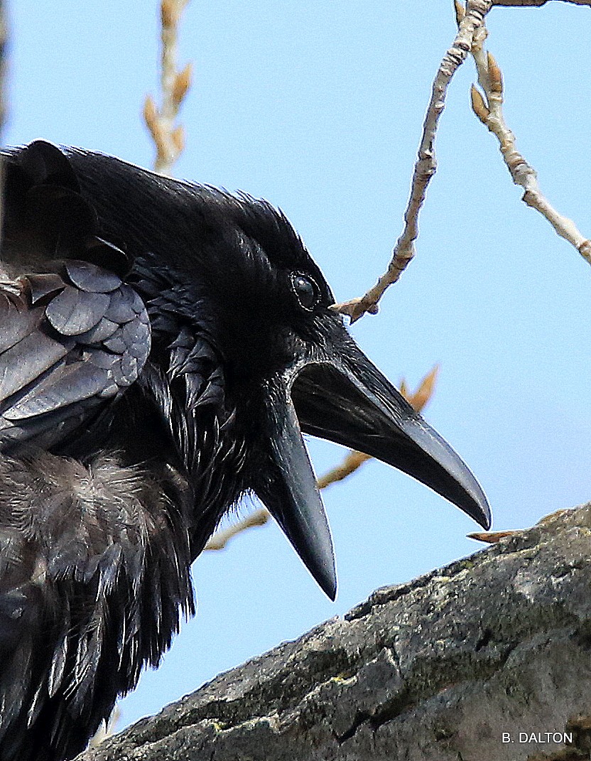 Common Raven - William Dalton