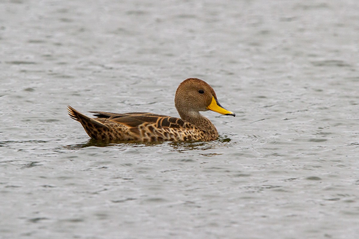 Yellow-billed Pintail - ML552589541