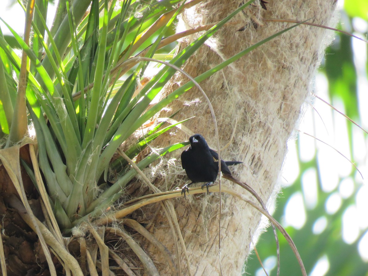 Tawny-shouldered Blackbird - Thomas Hinnebusch