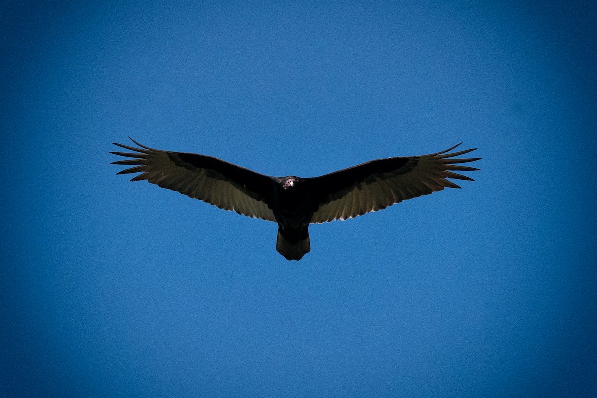 Turkey Vulture - ML552590611