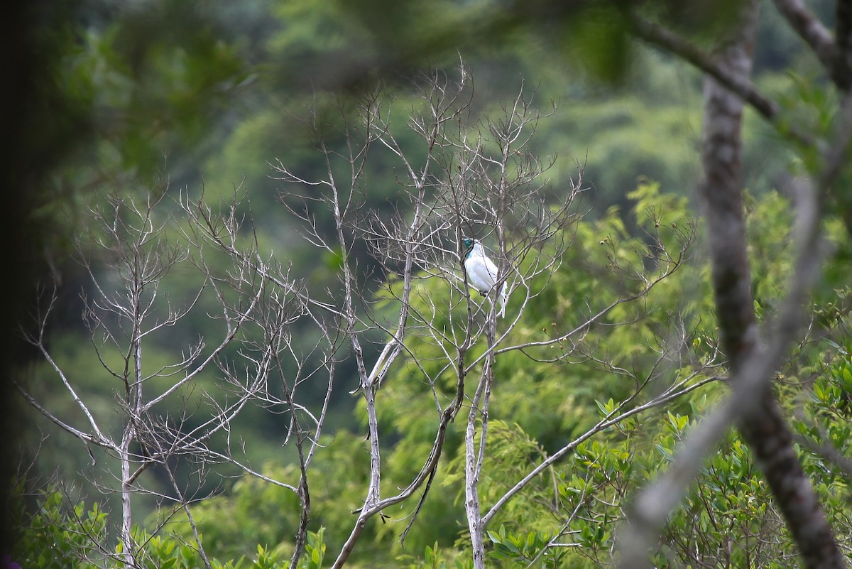 Bare-throated Bellbird - ML552590921