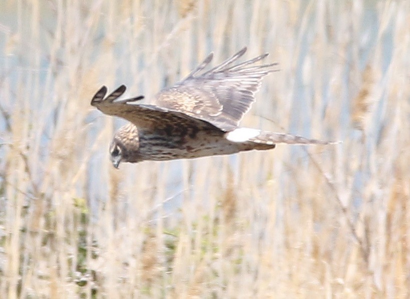 Northern Harrier - ML552591281