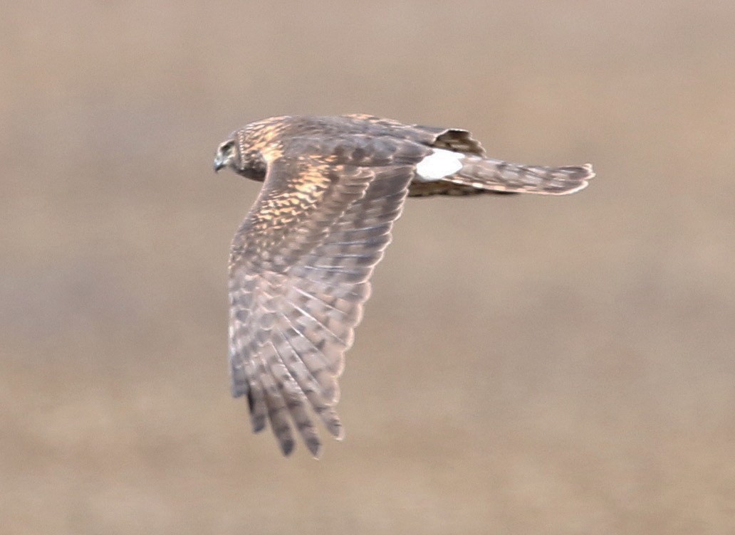 Northern Harrier - ML552591291