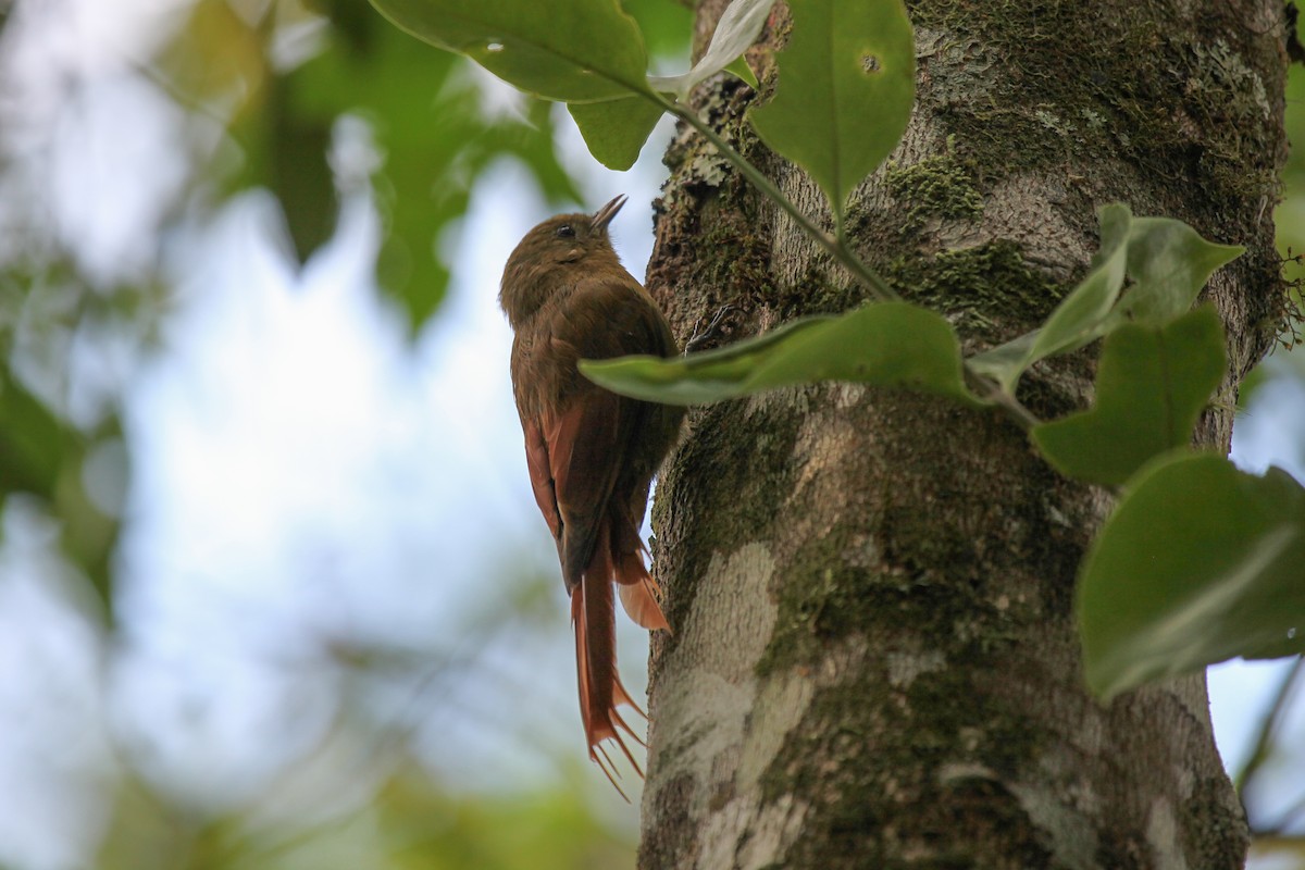 Olivaceous Woodcreeper (Olivaceous) - ML552592351
