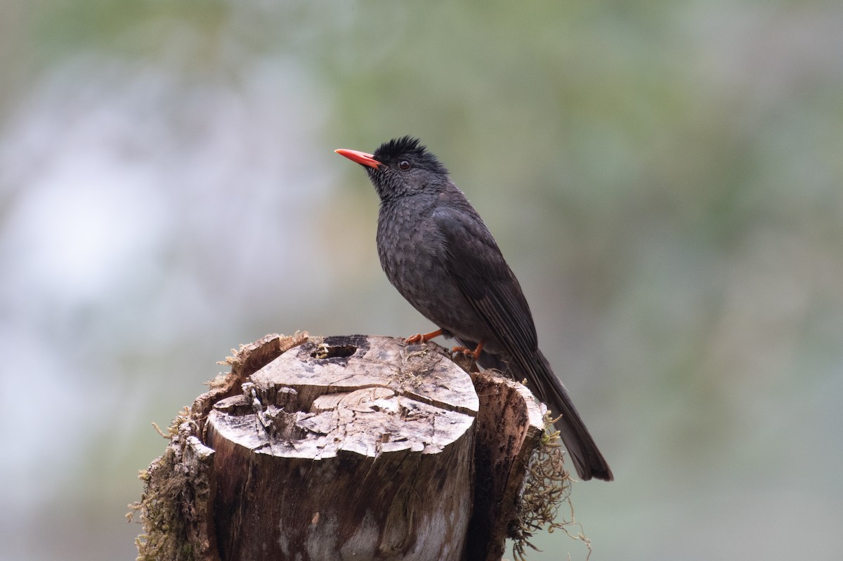 Bulbul des Ghats - ML552592611