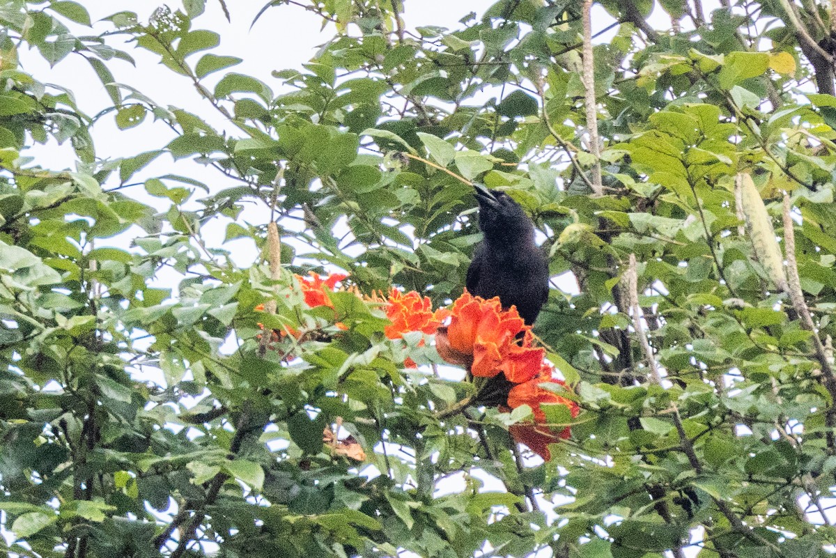 Jamaican Crow - ML552592801