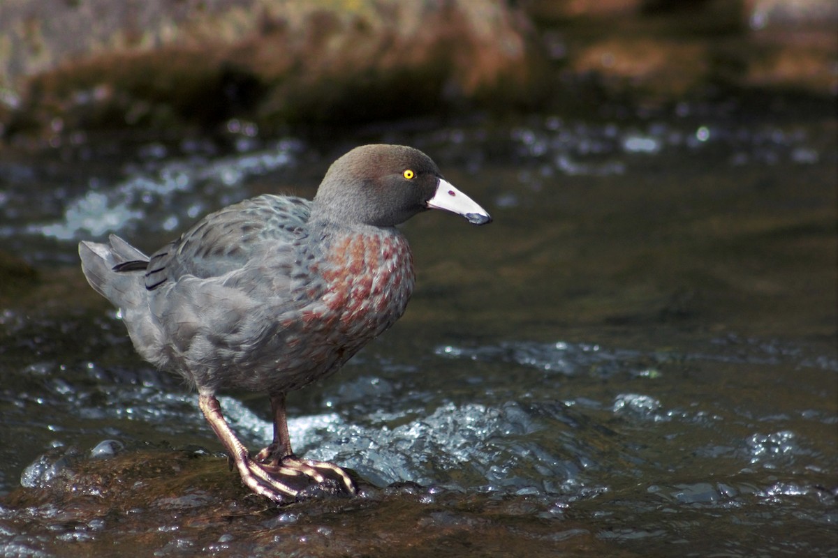 Pato Azul - ML55259291