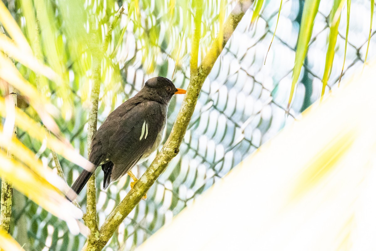 White-chinned Thrush - ML552592971