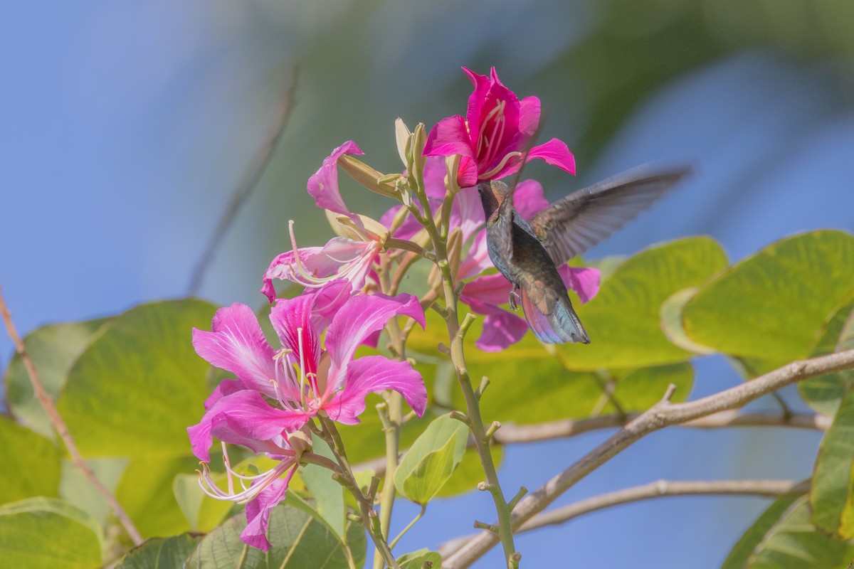 kolibřík jamajský - ML552593031