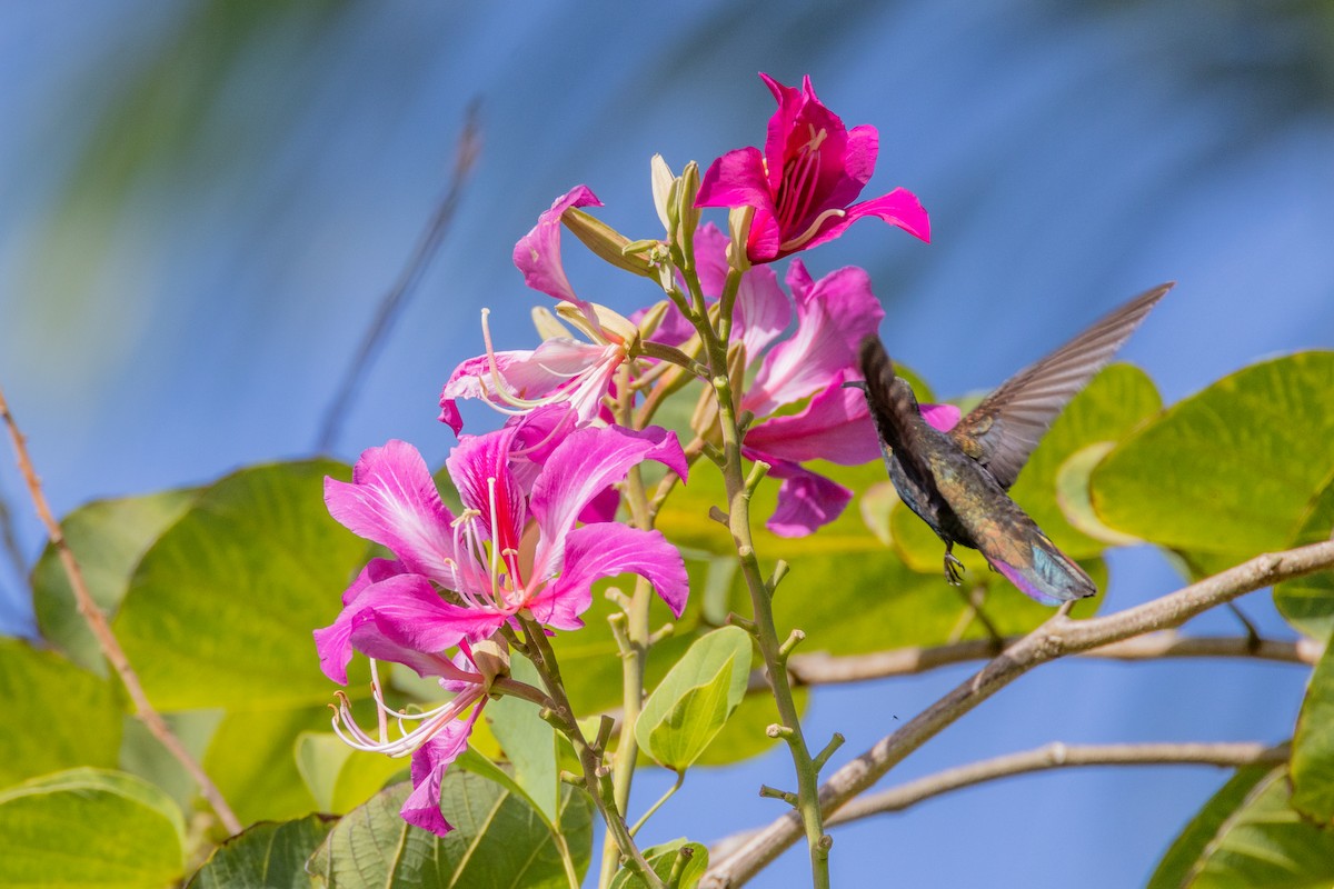 kolibřík jamajský - ML552593041