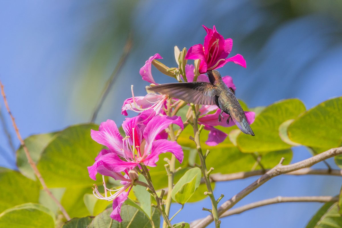 kolibřík jamajský - ML552593051