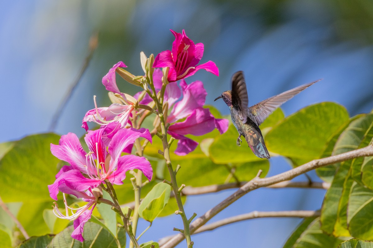 kolibřík jamajský - ML552593061