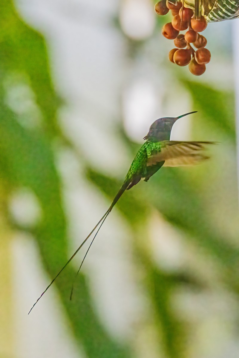 Black-billed Streamertail - ML552593121