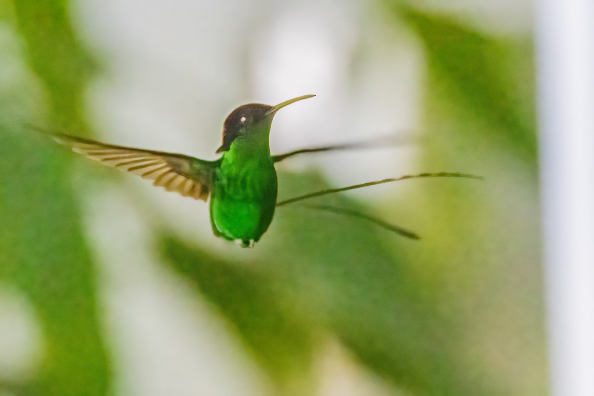 Colibri à bec noir - ML552593141