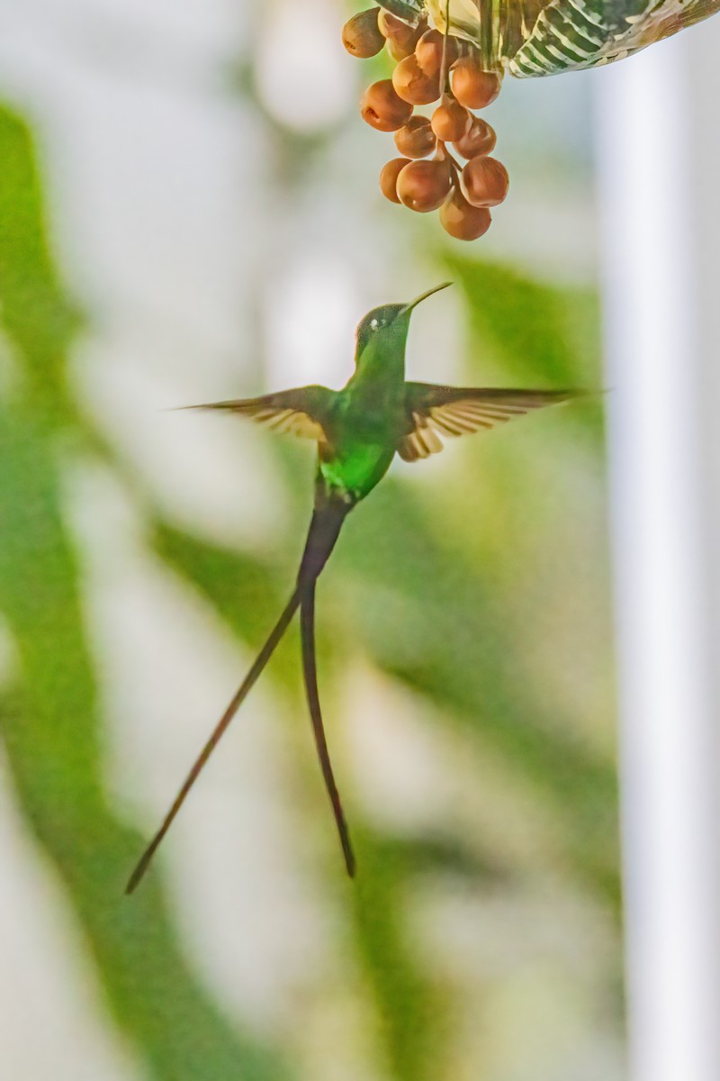 Black-billed Streamertail - Charlie Bostwick