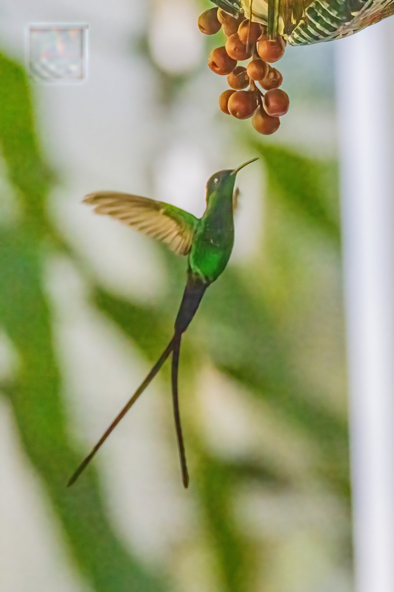 Colibri à bec noir - ML552593161