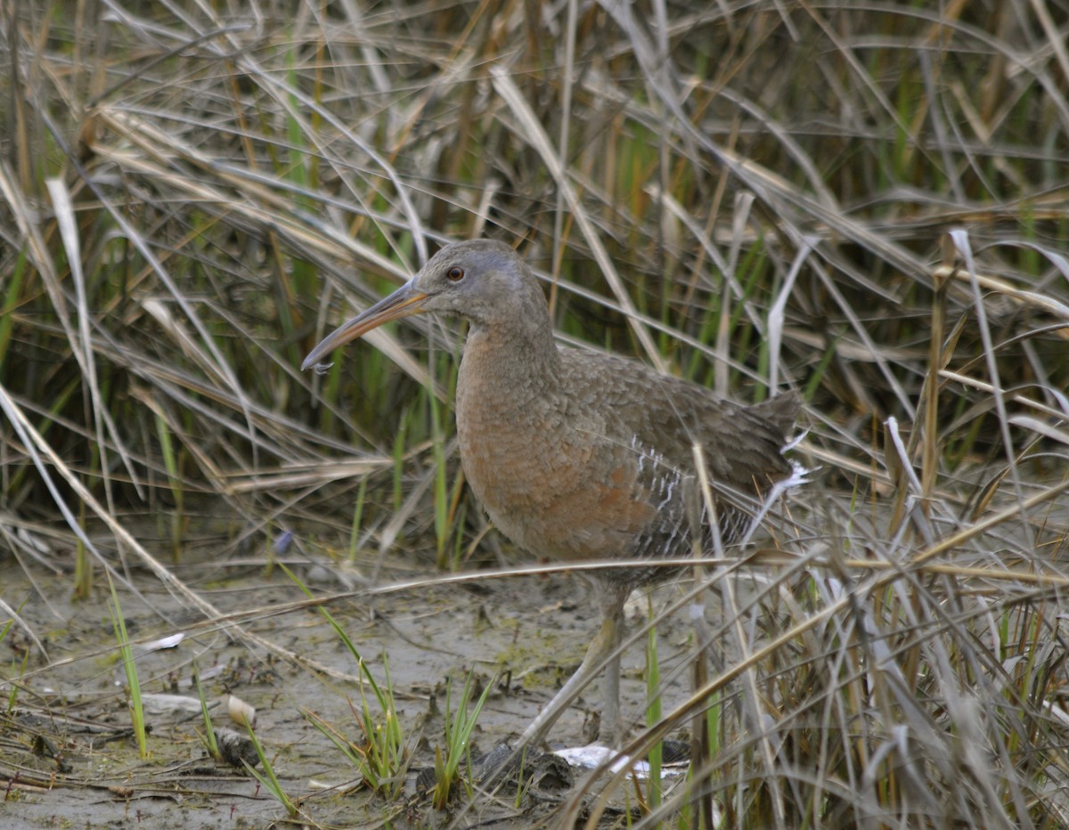 Clapper Rail - ML55259351