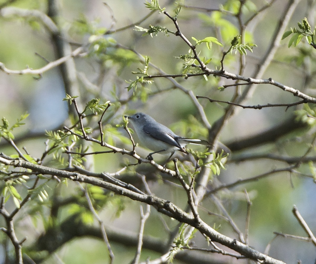 Blue-gray Gnatcatcher - ML55259391