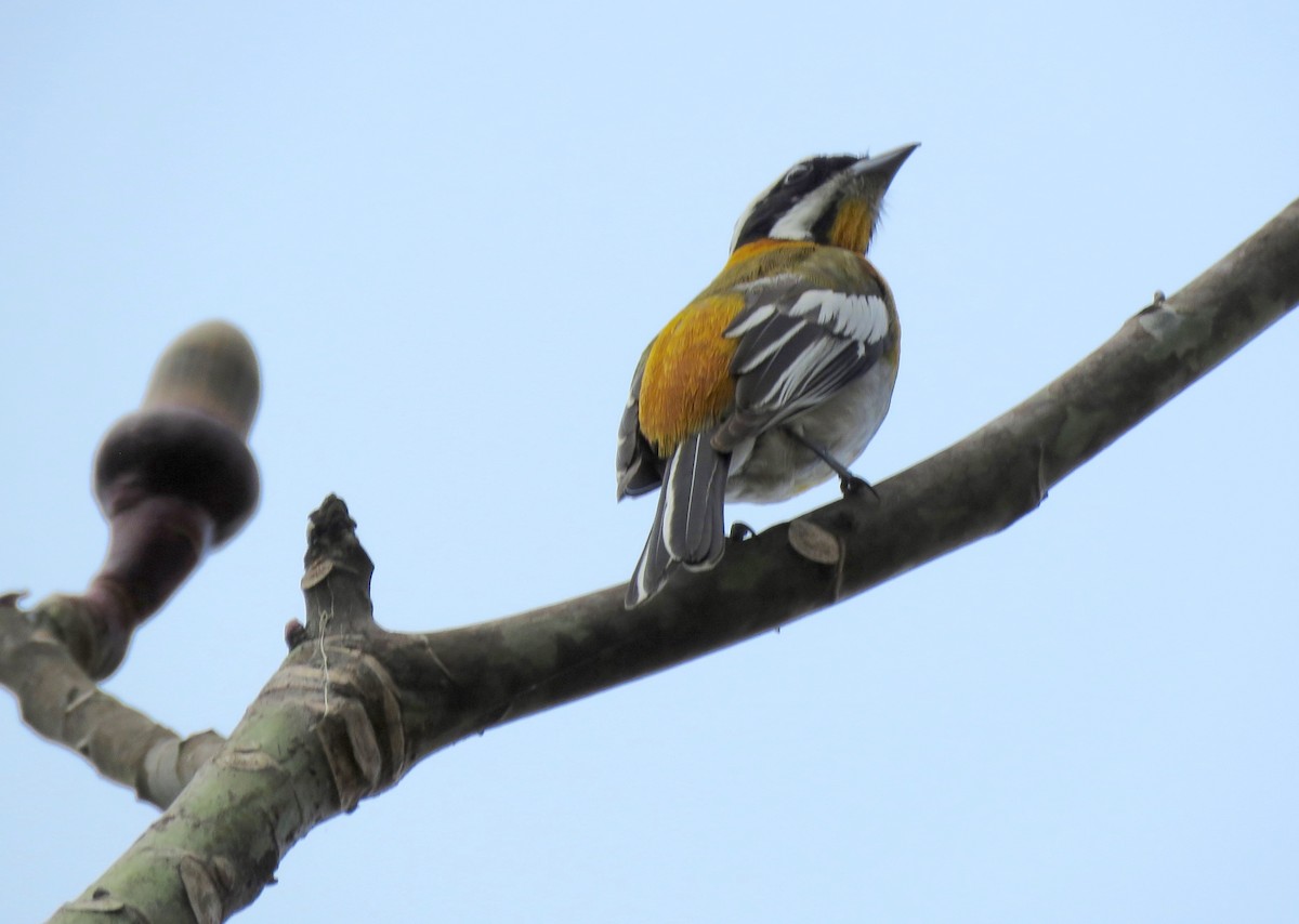 Western Spindalis (Cuban) - Thomas Hinnebusch