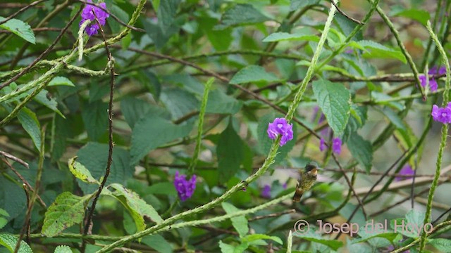 Black-crested Coquette - ML552595131