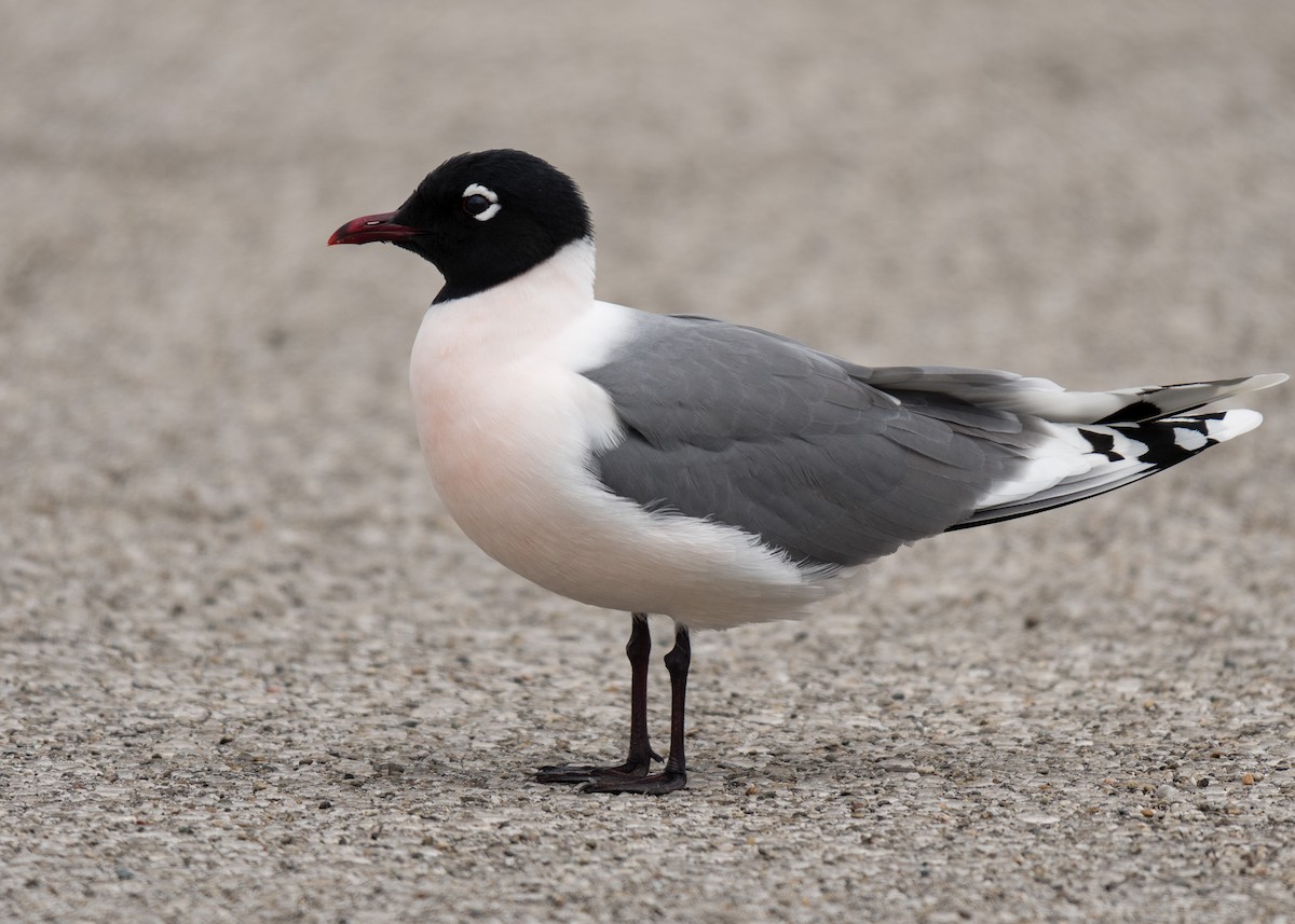 Franklin's Gull - Joe _