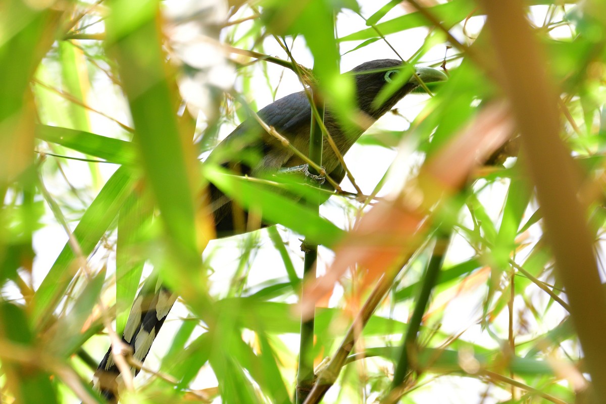 Blue-faced Malkoha - ML552596231