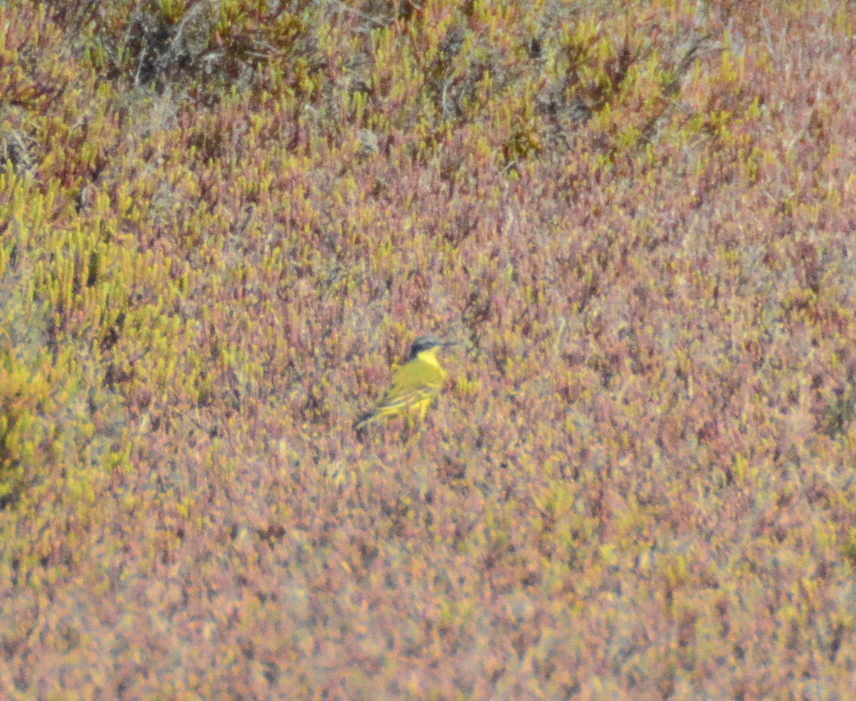 Western Yellow Wagtail (flava) - ML552596291