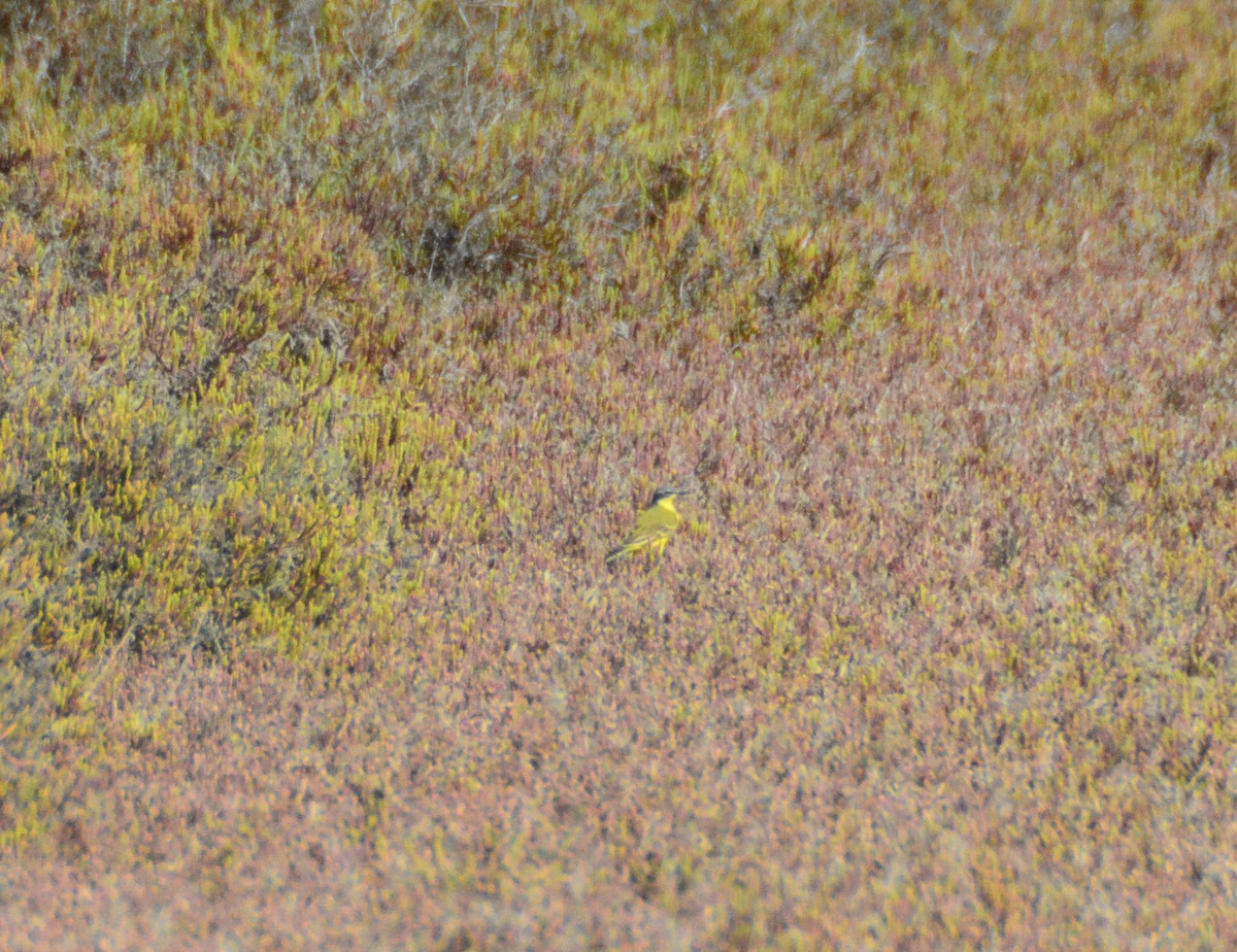 Western Yellow Wagtail (flava) - ML552596301