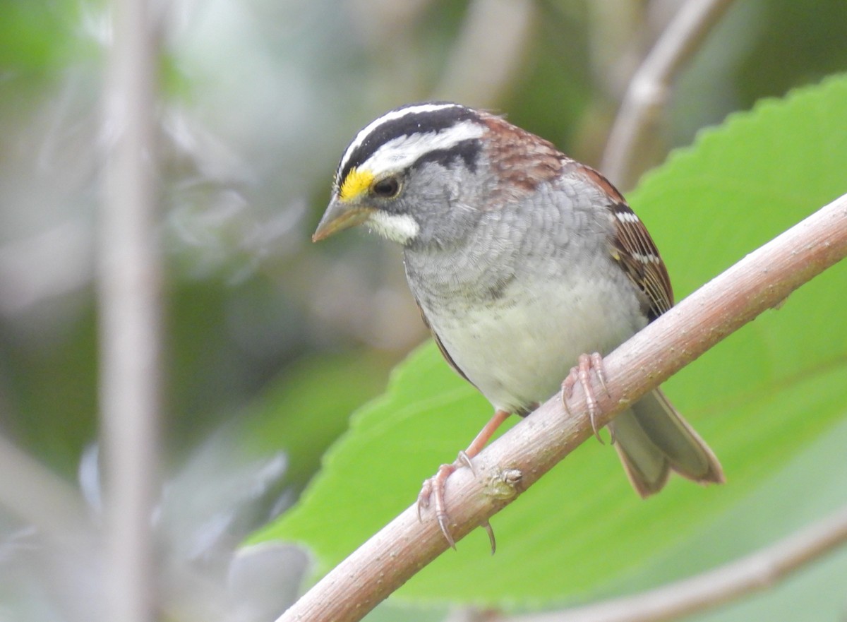 White-throated Sparrow - Daniel Lane