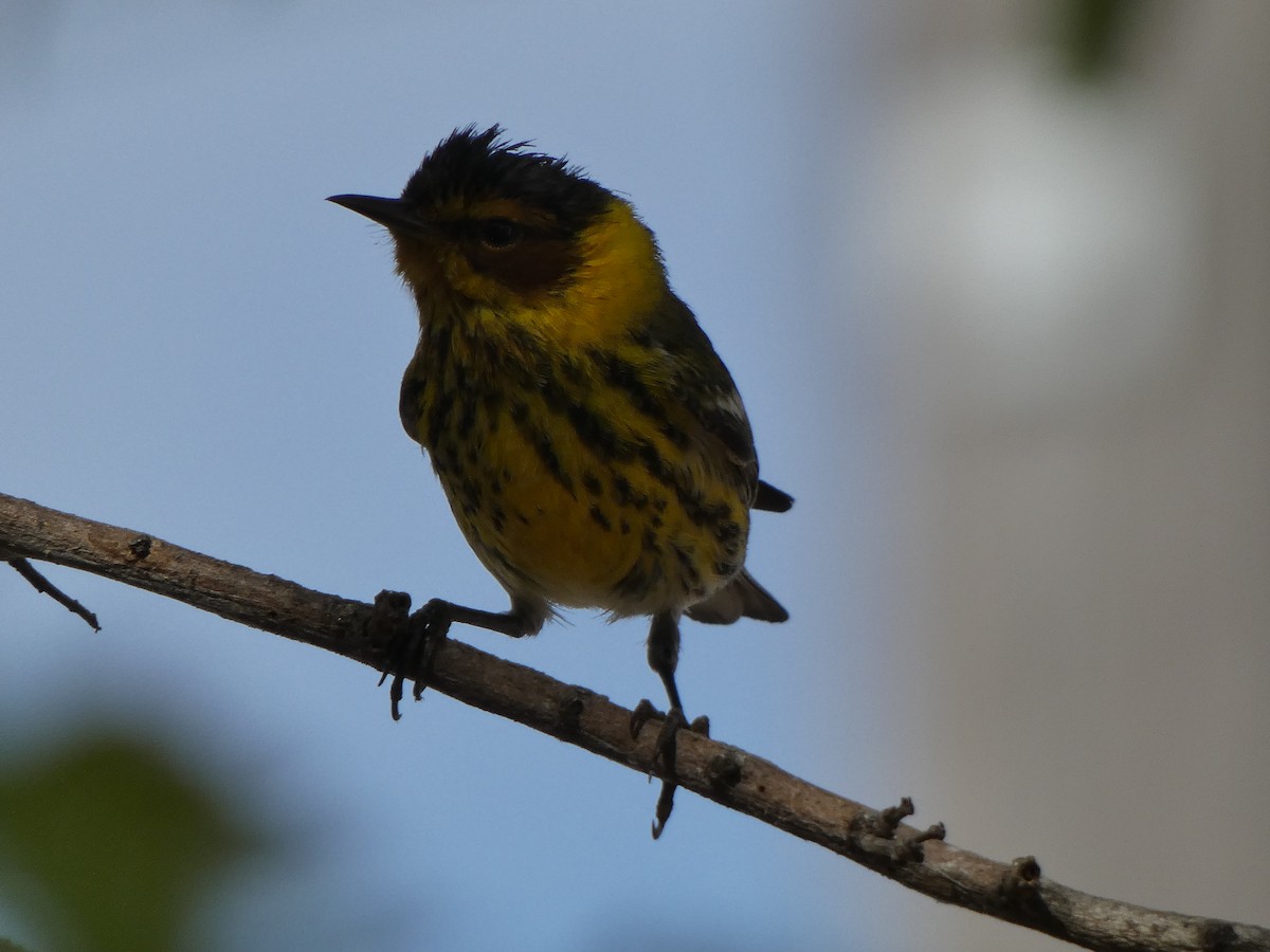 Cape May Warbler - ML552596761