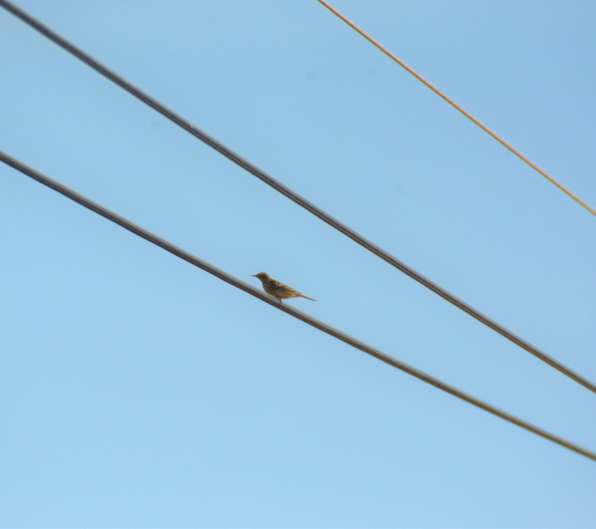 Meadow Pipit - José Juan Ramon