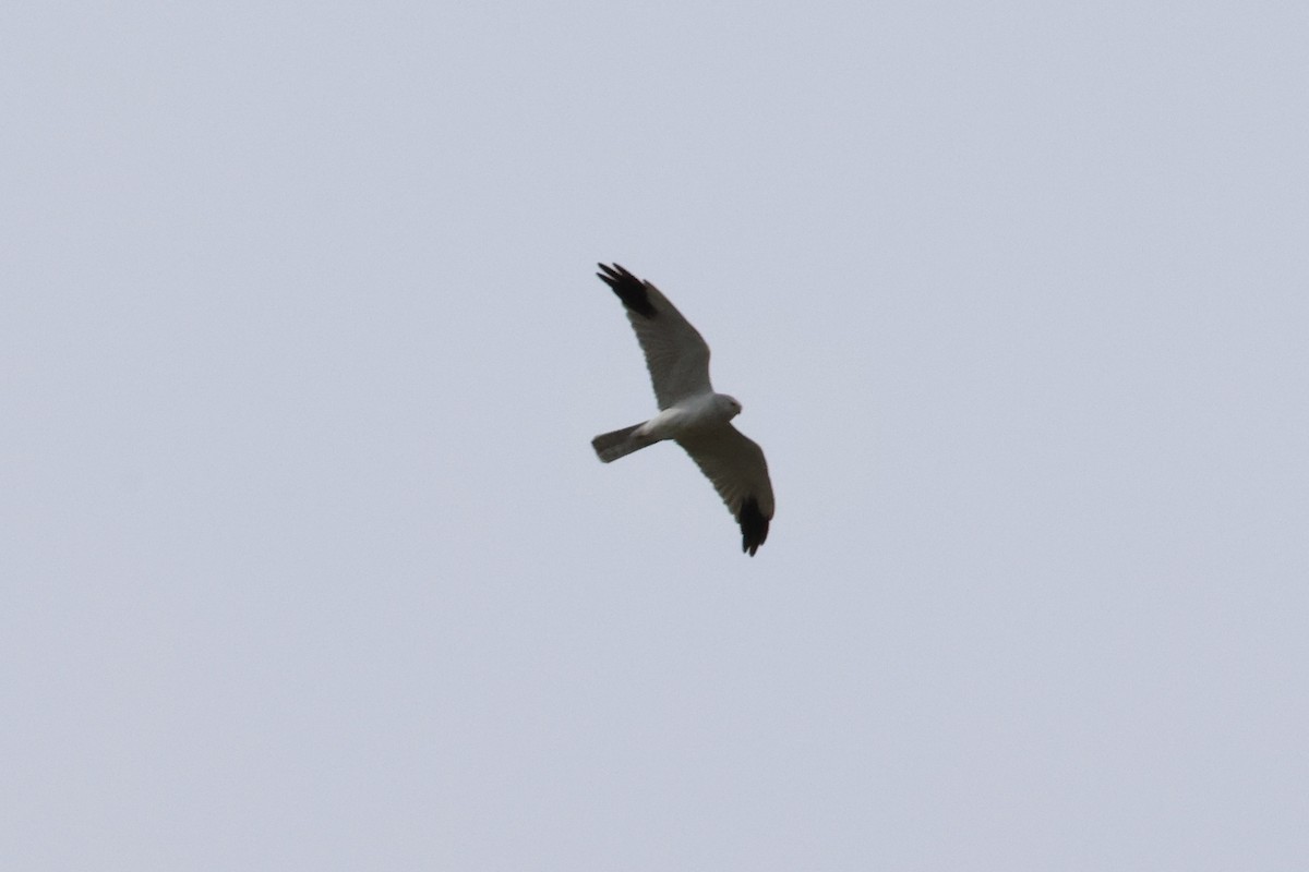 Pallid Harrier - ML552597831