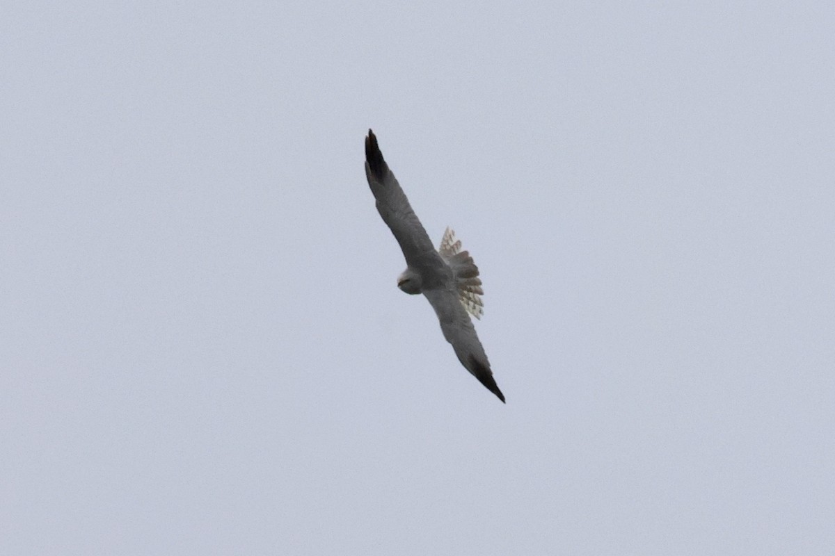 Pallid Harrier - ML552597841