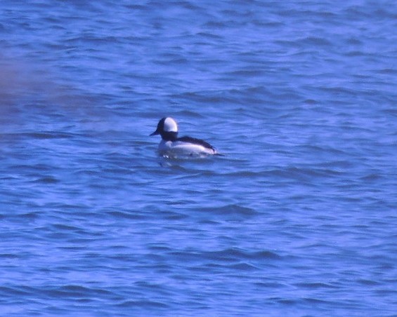 Bufflehead - ML552597871