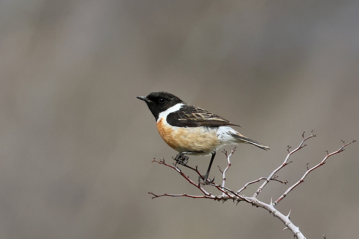 Siberian Stonechat - ML552597911