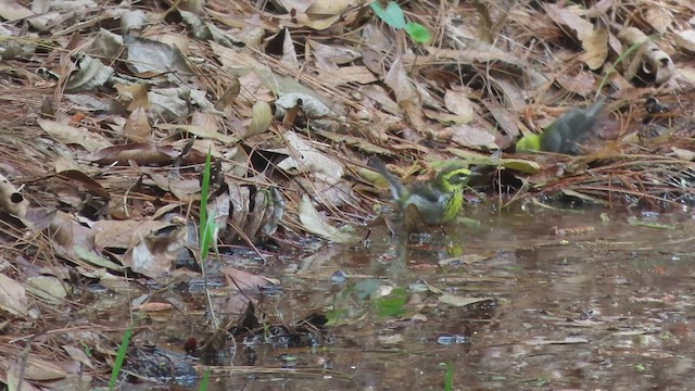 Townsend's Warbler - ML552597921