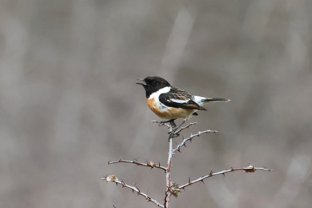 Siberian Stonechat - ML552597951