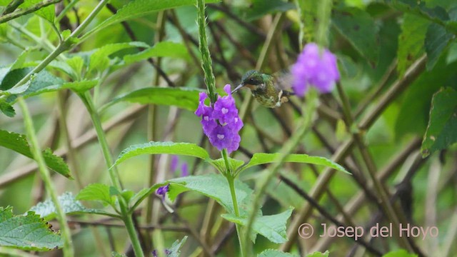 Black-crested Coquette - ML552598041