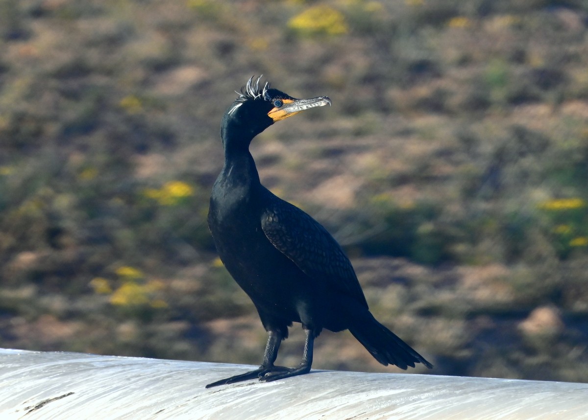 Cormorán Orejudo - ML552599471