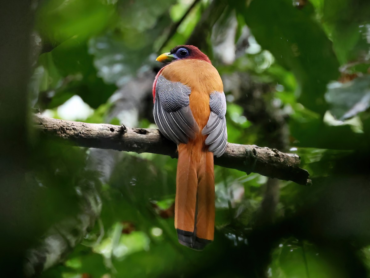 Philippine Trogon - ML552599741