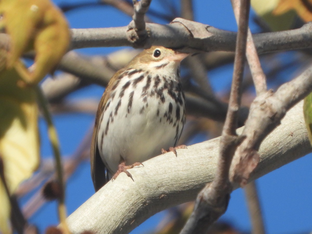 Ovenbird - ML552599811