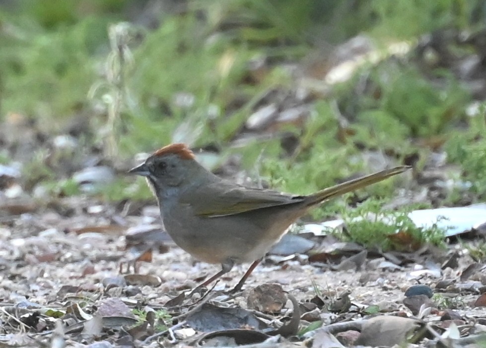 Green-tailed Towhee - ML552600181