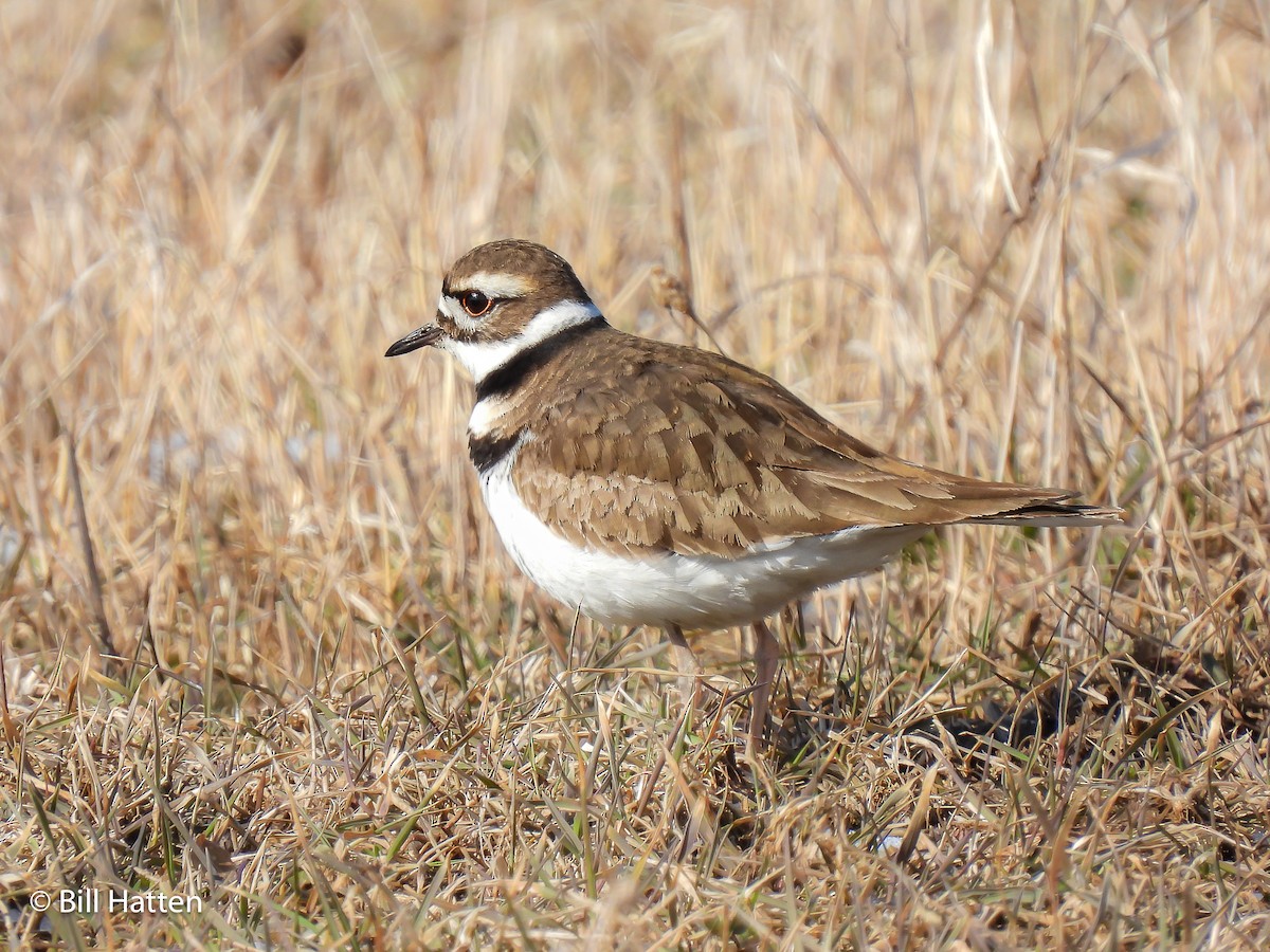 Killdeer - ML552601611